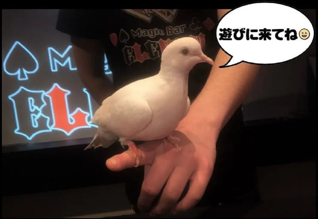 ハト